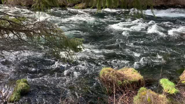 The Sun Shining on Beautiful Metolius River – Central Oregon