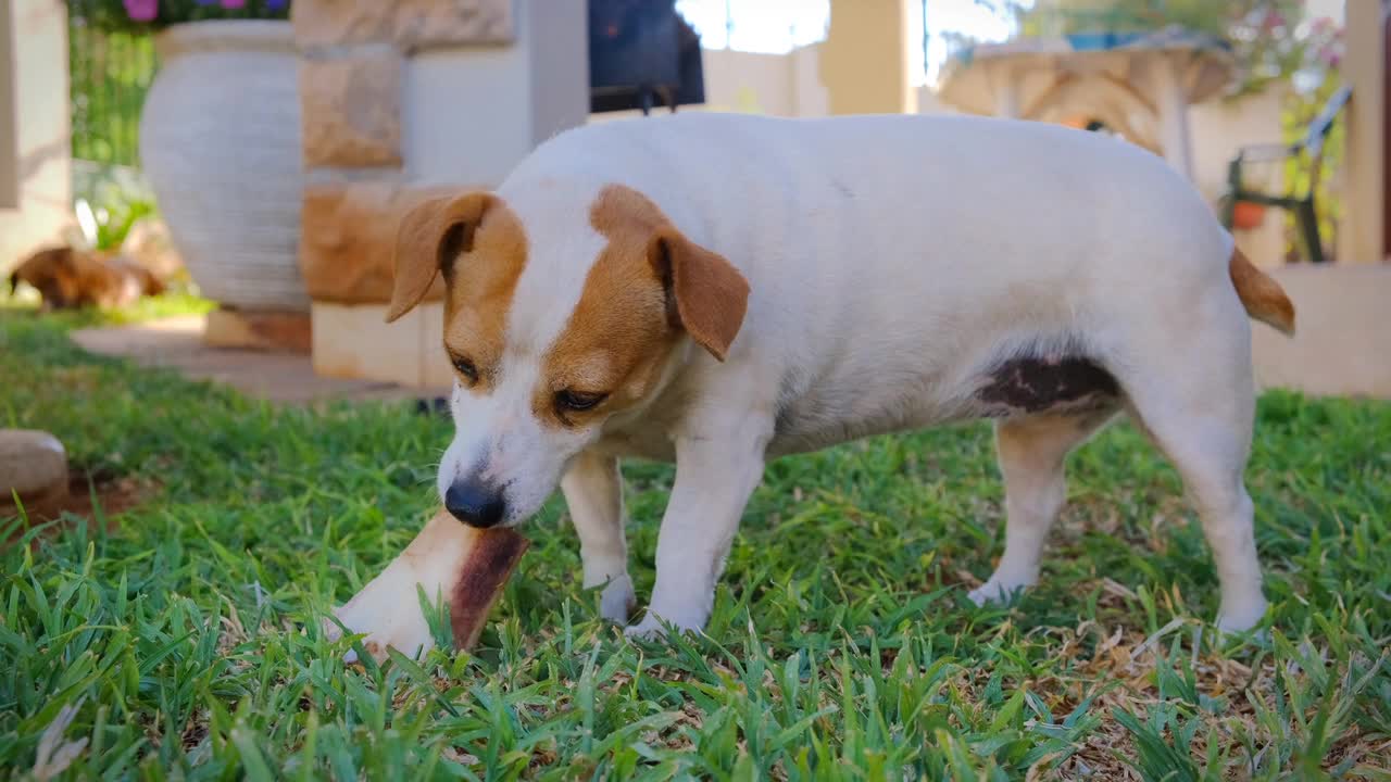 A Pet Dog Munching On A Large Bone 1