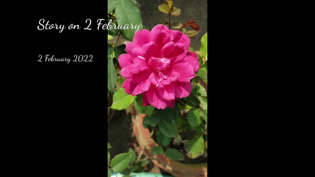 MY FLOWER GARDEN