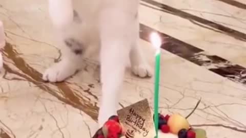 cute cat and funny cat birthday