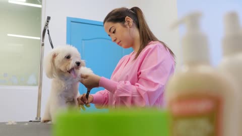 Girl At Work In Pet Store And Grooming Dog