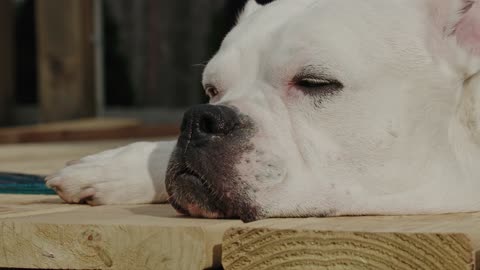 Cute Dog falls asleep in window waiting for owner to come home