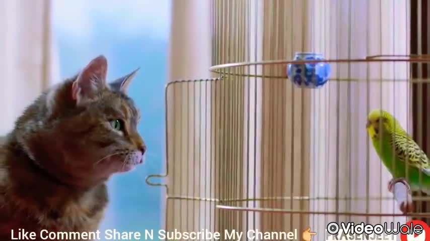 Singing cat Amazing cat funny song