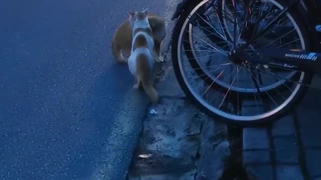 Cat meets cat, and the brave wins