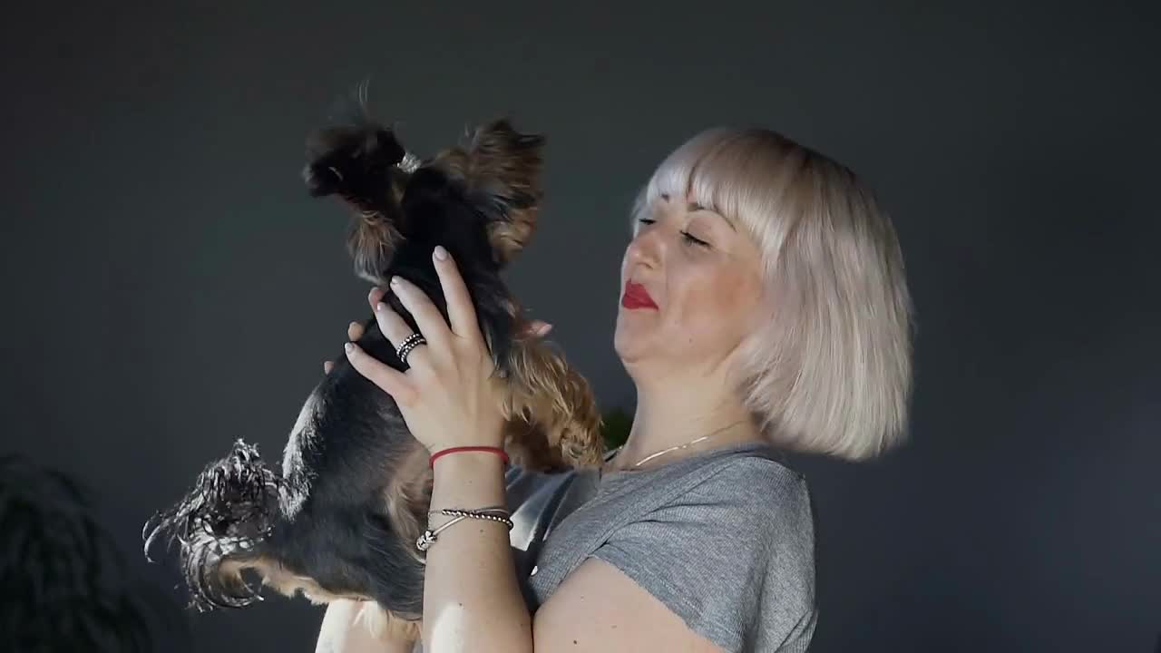 A young woman is smiles and play with her dog. Yorkshire Terrier at the hands of a happy girl