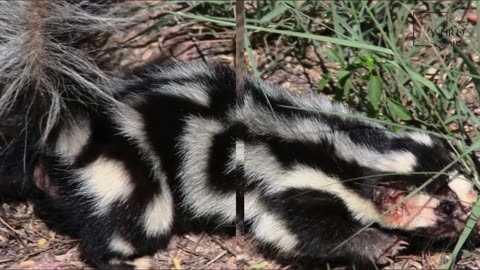 Interesting facts about spotted skunk by weird square