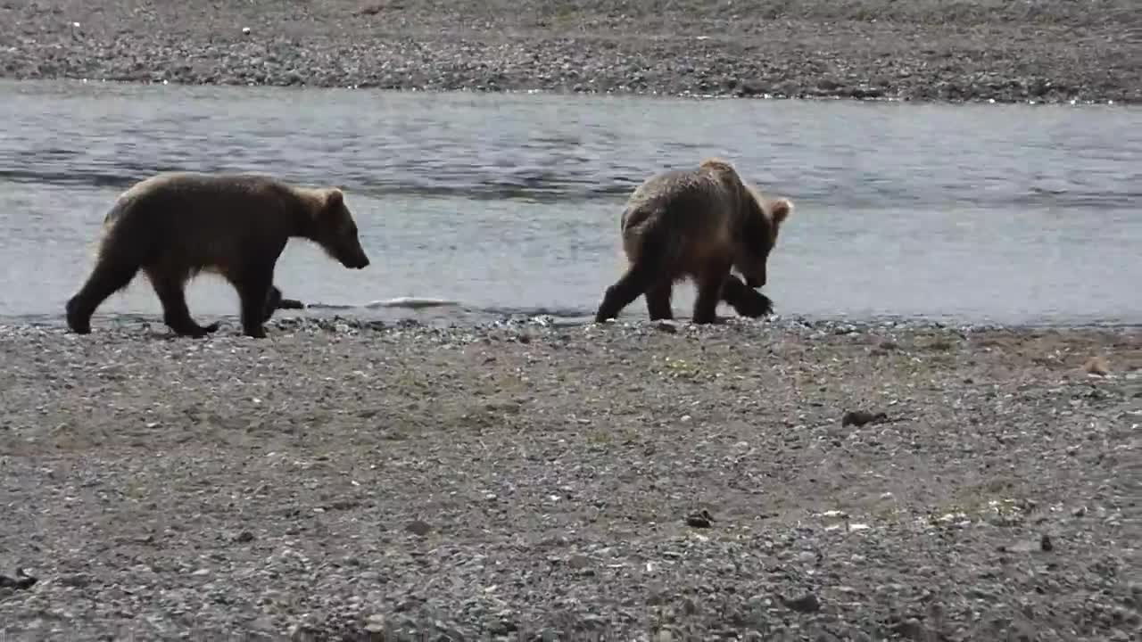 Grizzly Cubs Play