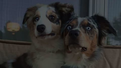 funn dog video / cute reactions