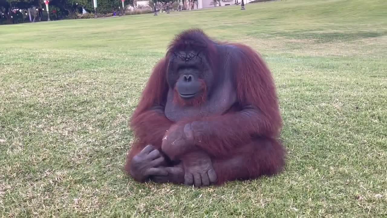 Morning routine.. orangutans playing at the play….