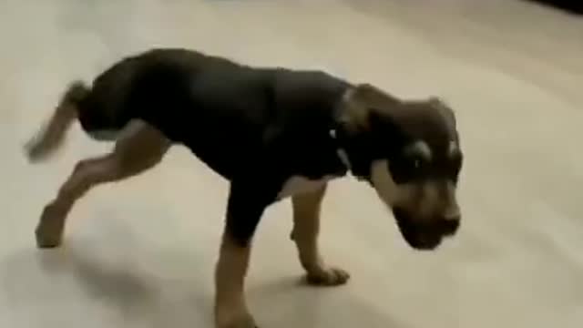 Dog Dance 😂🤣 || Photo khich meri || Funny Dog || Animal