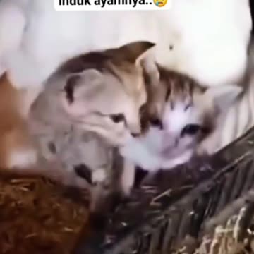 Mother Chicken Takes Care of Kittens, whose Mother Cat Has Died