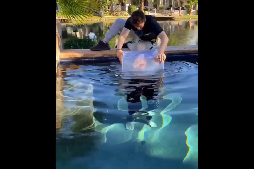 funny compilation is awesome
