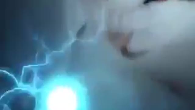 Sasuke vs Naruto Cat