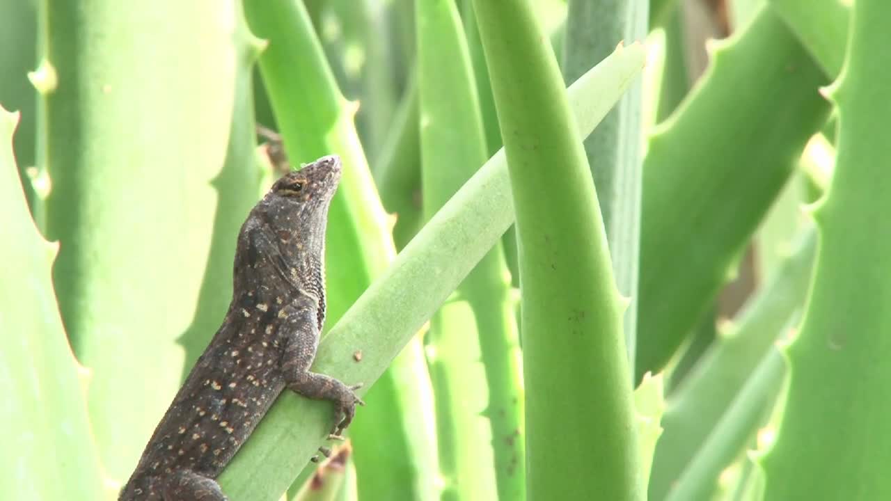 Lizard Throat Fan On Aloe Plant Close Up