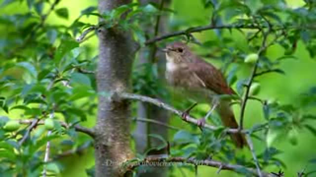 ✔️Singing nightingale . The best bird 🐦🕊️ song.re 15M views