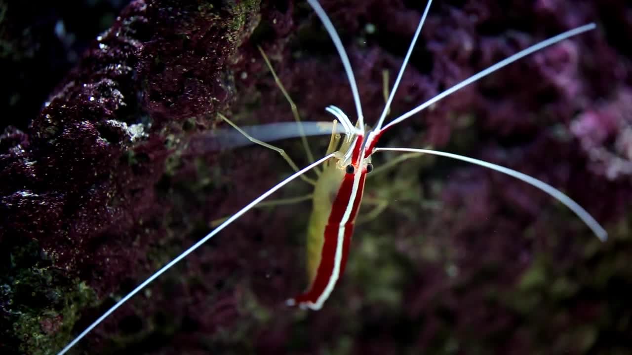 beautiful sea shrimp cardinal with long whiskers under water