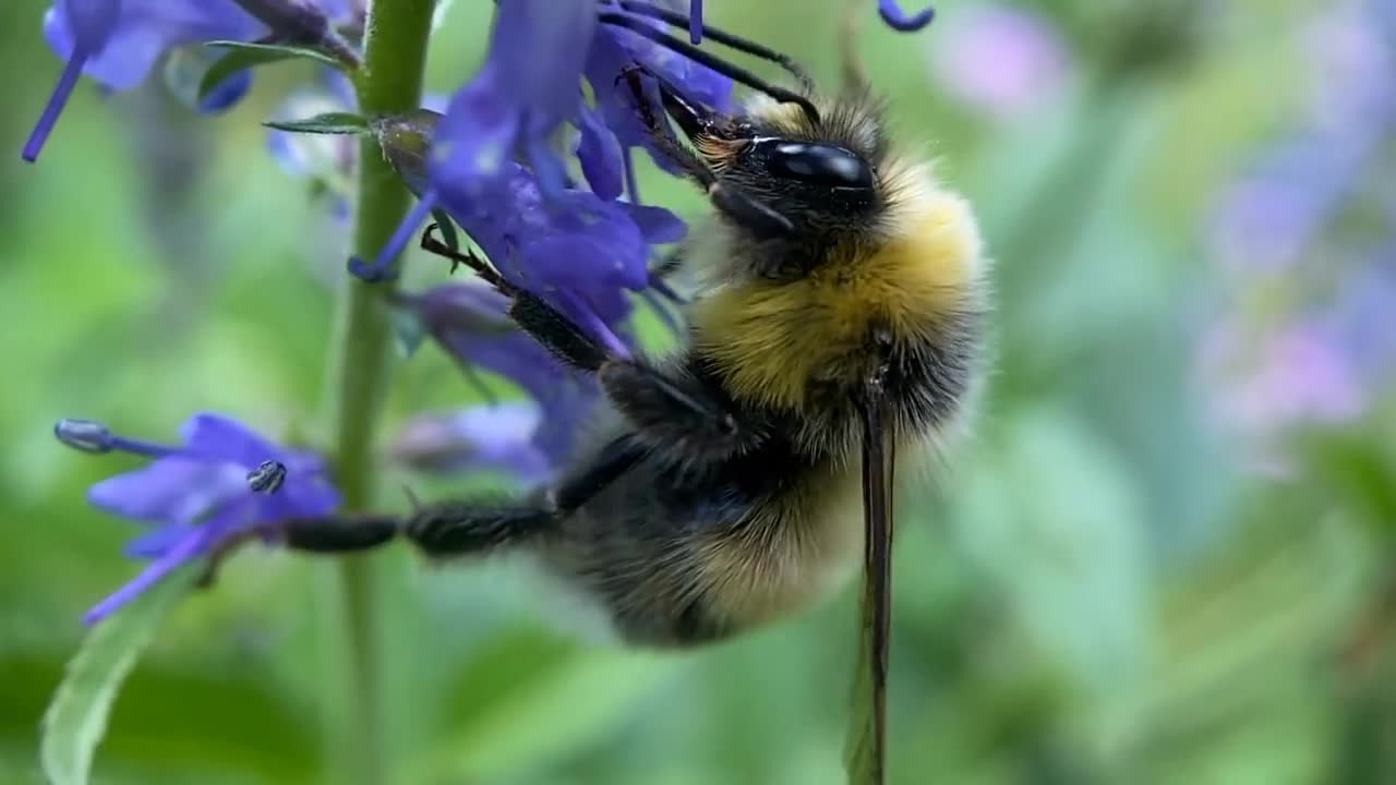 Selective focus macro footage of bee pollinating a flower