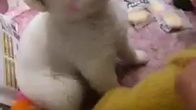 dog baby cute funny compilation animals chines dog home