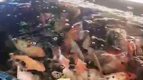 Les belles poissons de le monde 🗺