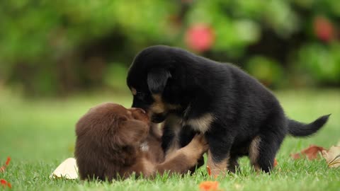 puppies friendships 2021