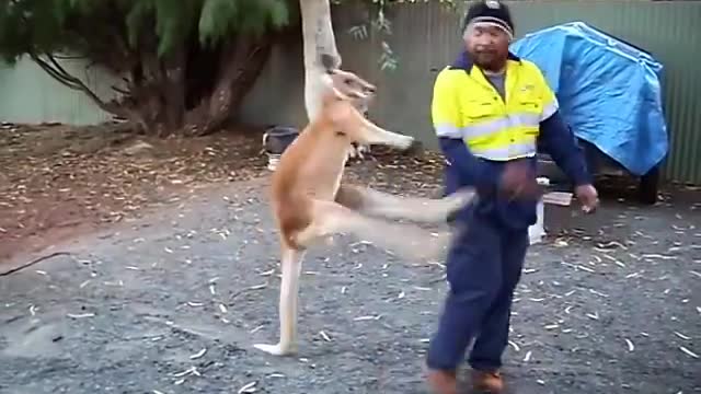 movies Nature & Animals🌴 - Meanwhile in Australia...