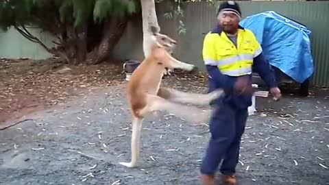 movies Nature & Animals🌴 - Meanwhile in Australia...