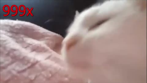 Cat Vibing x999