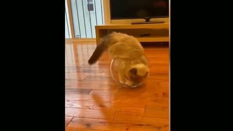 Weird But Cute Cat, The Best Moments 6 Seconds