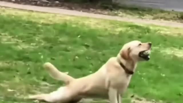 Funny animals cute dog videos