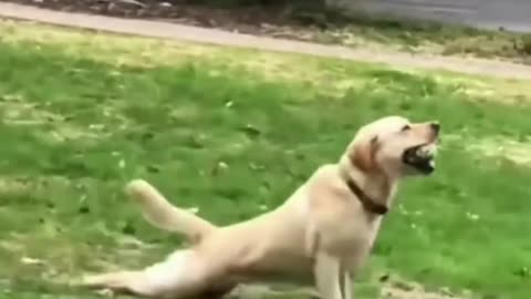 Funny animals cute dog videos