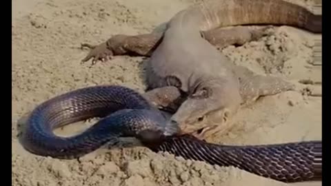 COBRA vs MONITOR LIZARD