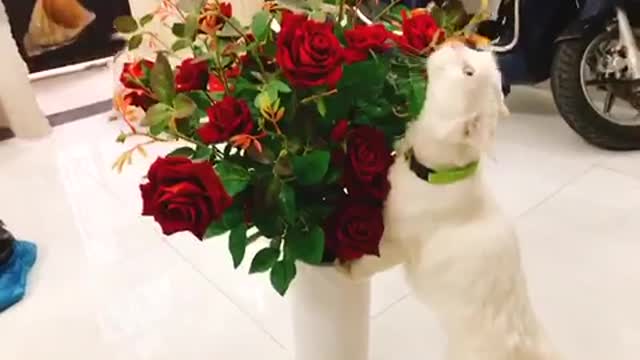 Cat & roses 🌹