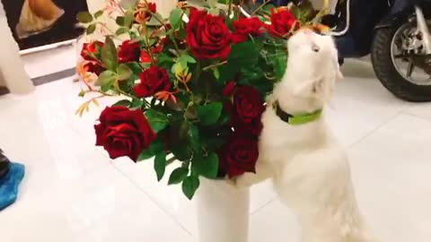 Cat & roses 🌹