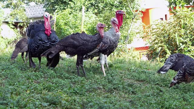 Group of turkeys in a little farm gobble