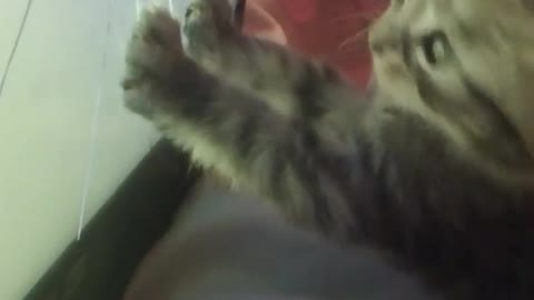 Kitten catching fishy