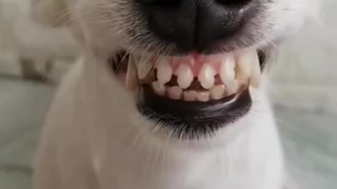 The dog laughs