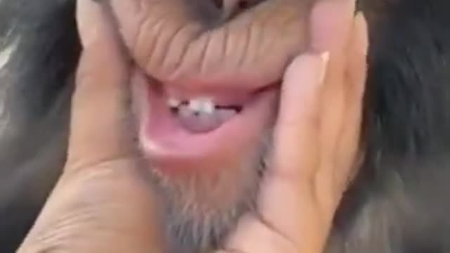 Funniest monkey lovely monkey cute monkey black monkey video animals video