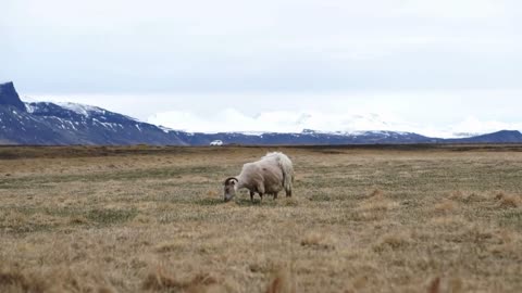 Sheared sheep standing alone in Iceland farm mountain background landscape