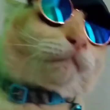 Tik tok cat