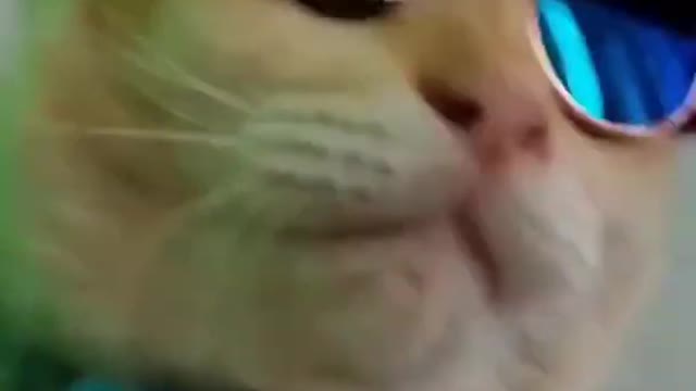 Tik tok cat