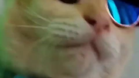 Tik tok cat