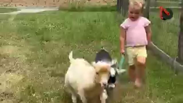 Bridgette loves exploring the farm with her goats! BUT we don’t know who’s really walking WHO! 🐐