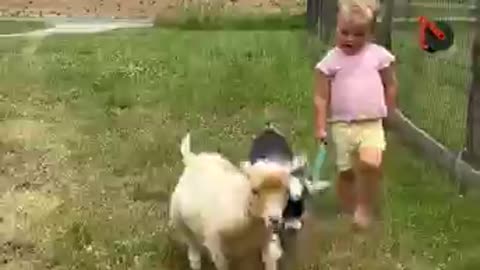 Bridgette loves exploring the farm with her goats! BUT we don’t know who’s really walking WHO! 🐐