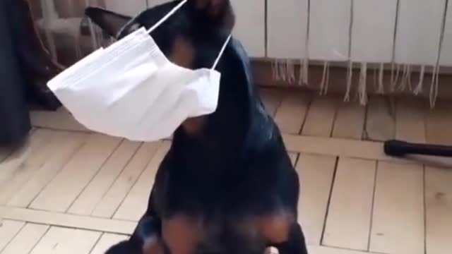 Dog with mask