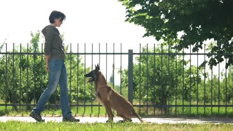 Labrador Puppy Learning and Performing Training Commands | part-01
