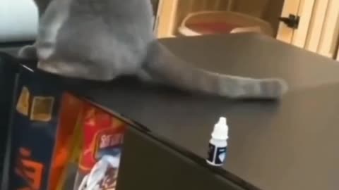 Funny Cat in trouble: TRY NOT TO LAUGH 😂😂😂💀💀💀