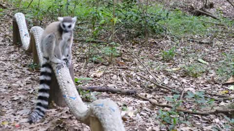 Cute Animal Looking for a Place for Your Need