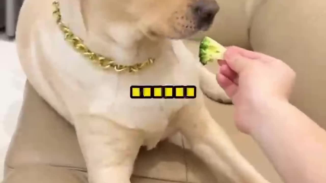Funny Dog, Valueable And Priceless #shorts #shortvideo #video #virals #videoviral