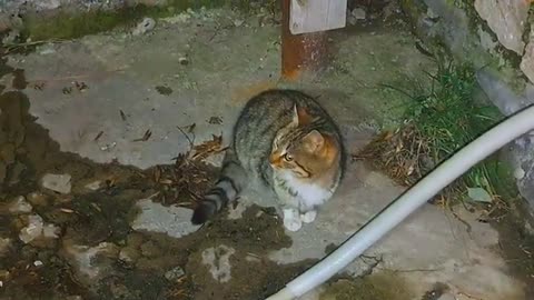 A cute kitten climbs a tree at night and plays in the yard