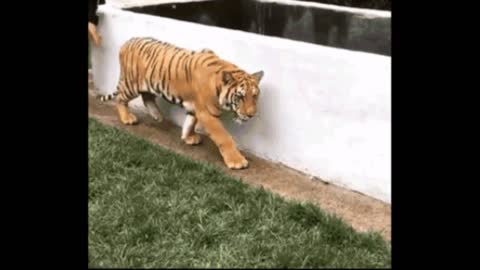 Gif video of scaring the tiger